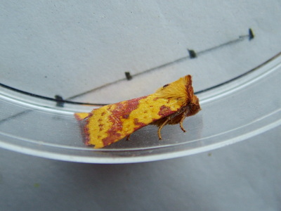 Pink-barred Sallow